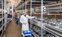 Производственный цех по выращиванию шампиньонов
